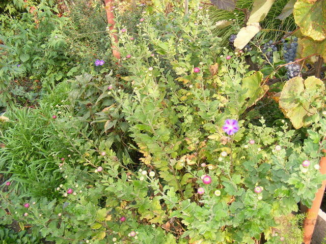 DSCF0264.JPG
