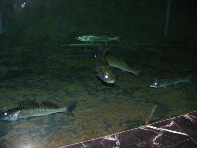 DSCF0449.JPG