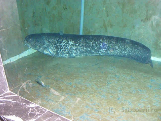 DSCF0450.JPG