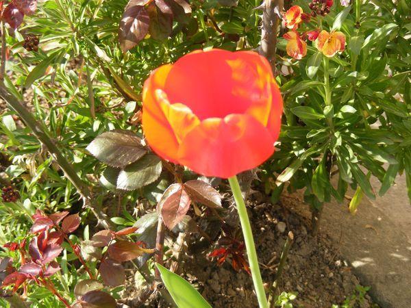 DSCF0493.JPG
