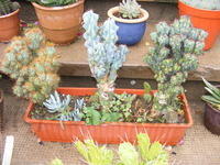 DSCF0177.JPG