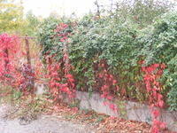 DSCF0249.JPG