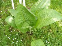 2008_05180059.JPG